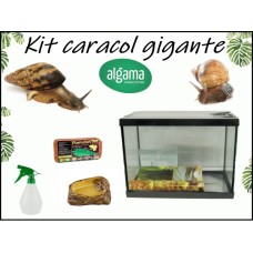 Kit  Caracoles gigantes